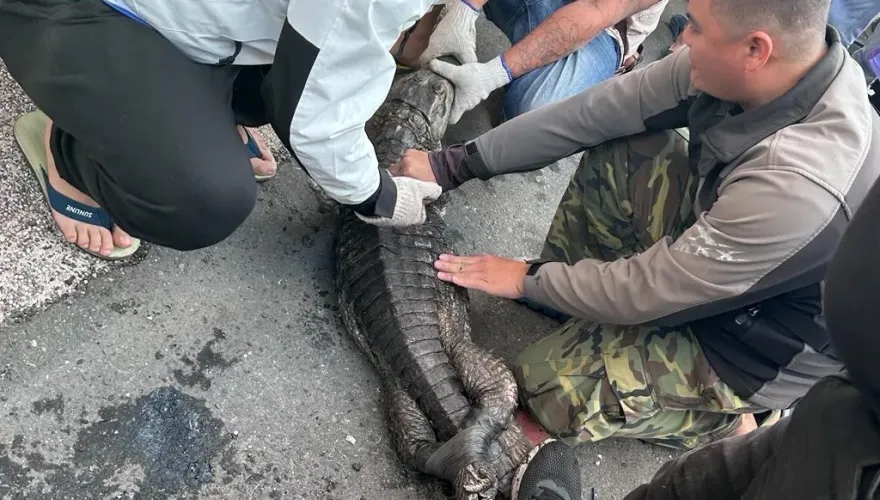 屏東水溝驚見1米長鱷魚！成功捕獲　送屏科大安置