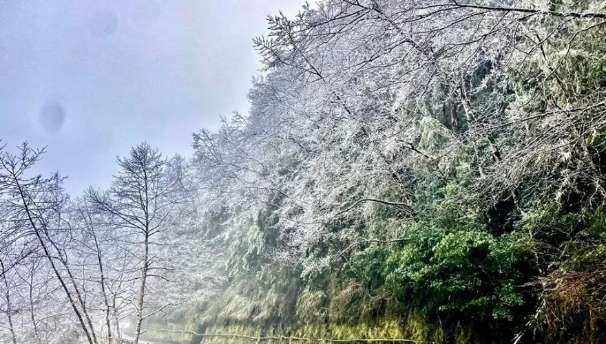 絕美！宜蘭太平山莊凌晨0°C下冰霰　一片雪白如仙境