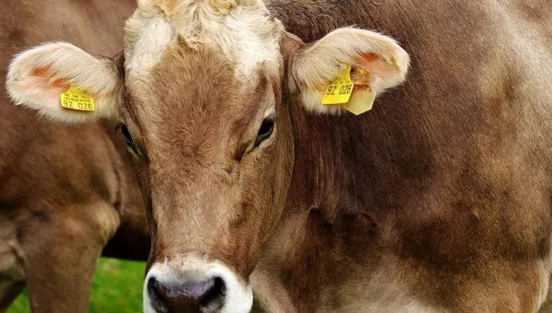 遭農場工戴套侵犯！乳牛「一腳踹」說NO　結果他死了