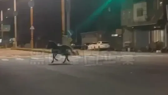 影/「真‧馬路」！新竹湖口街頭驚見黑馬「快樂夜奔」闖紅燈
