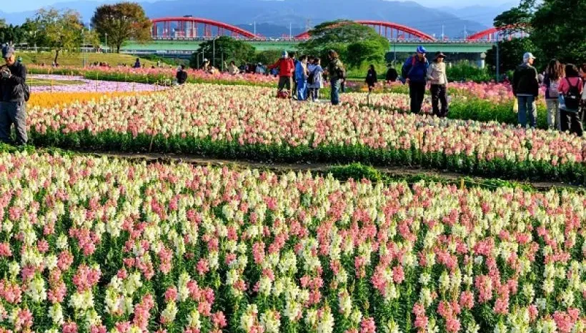 坐北捷賞花趣！北市3大花海喜迎春　必去「台版富良野」