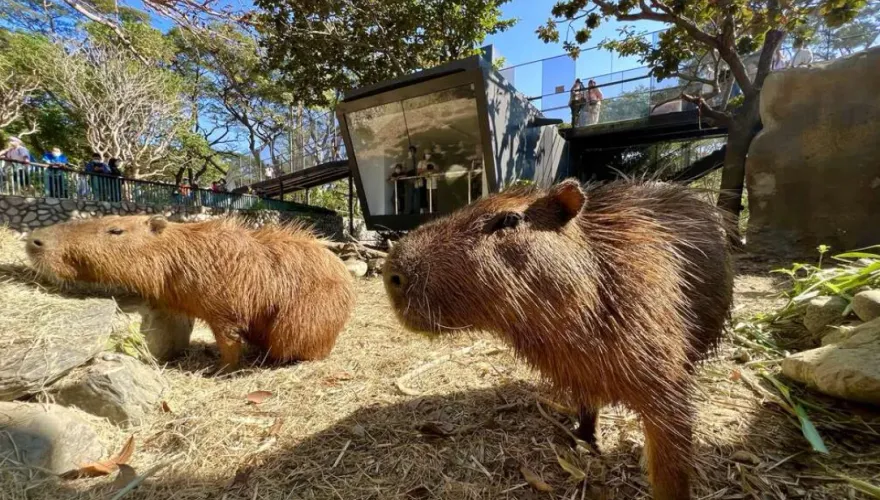 壽山動物園迎蛇年！　限時春節9天「12歲以下」免費入園