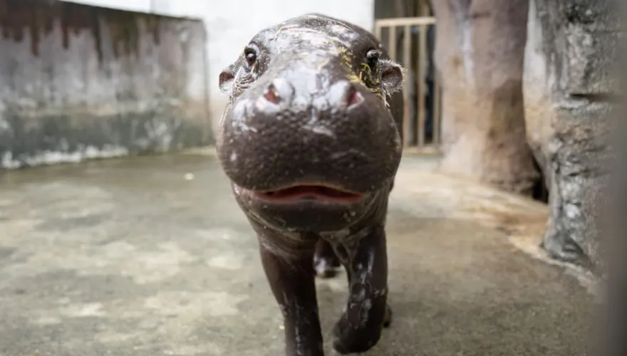 萌翻！台北動物園新朋友來了　侏儒河馬「Thabo」1/19可愛亮相
