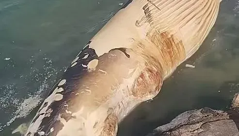 影/巨鯨屍體驚現海南海灘！內行人提醒：小心「鯨爆」