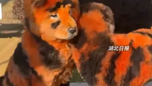 陸動物園詭異「跳跳虎」！竟是鬆獅犬染色假扮　園方認係噱頭