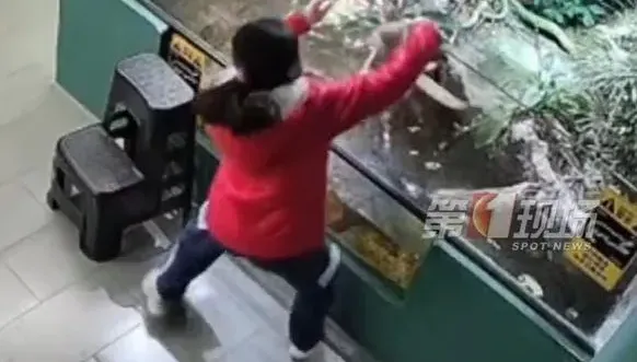 影/一伸手「鱷魚猛跳起」…陸女童獨自看展被咬傷　業者槓上家長