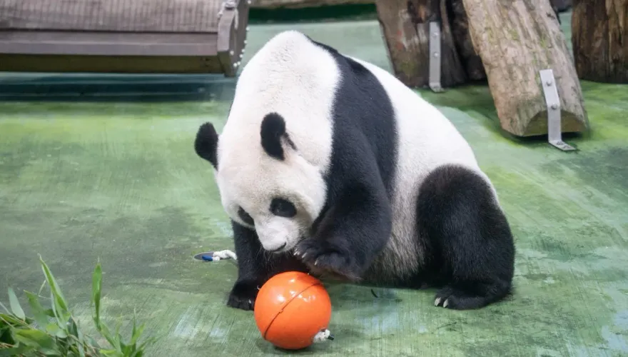 台北動物園也過元宵！海洋廢棄浮球改造「大湯圓」玩具