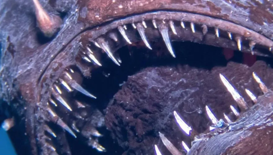 巨嘴尖牙！深海「黑魔鬼魚」罕現蹤　猙獰高清照曝光