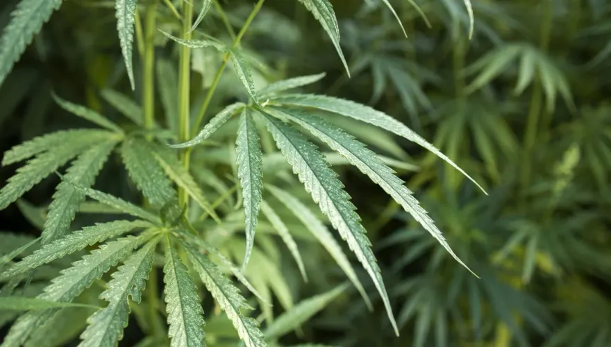 2.5萬人「被迫呼麻」！竟是土國警方狂燒20噸大麻