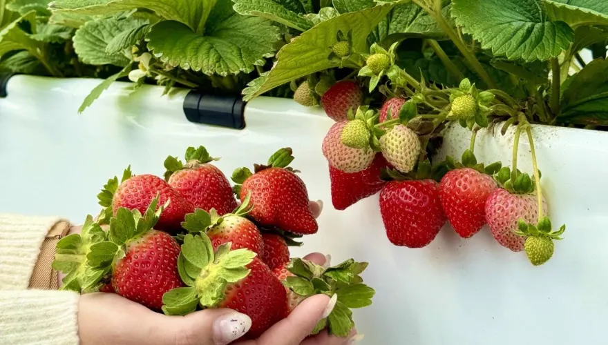 內湖草莓季開跑！鮮採現吃DIY　還能線上抽大獎