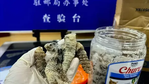 影/這「零食」好臭…南京海關開檢　驚見「1.2公斤生醃響尾蛇」