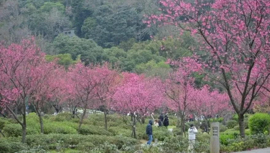 春神捎花信！櫻花點綴台北市區　搭捷運漫步花徑