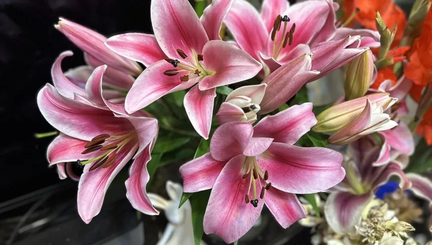 百合花成貓咪殺手　新北動保處：全株劇毒恐致腎衰竭