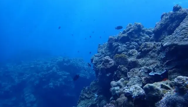 影/俄漁民捕獲「球狀詭異生物」　網驚：外星人在海底