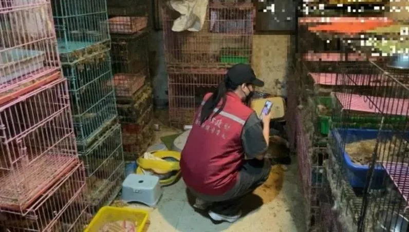 新北運將虐殺7貓遭羈押！殘忍手法曝　飼養環境髒亂惡臭