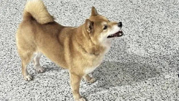 萌犬襲警！走失柴柴被送至派出所　帥警竟遭「咬著不放」