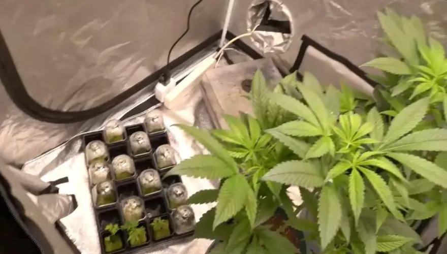 影/30歲男網路自學當「自耕農」　住家全自動栽種大麻遭逮
