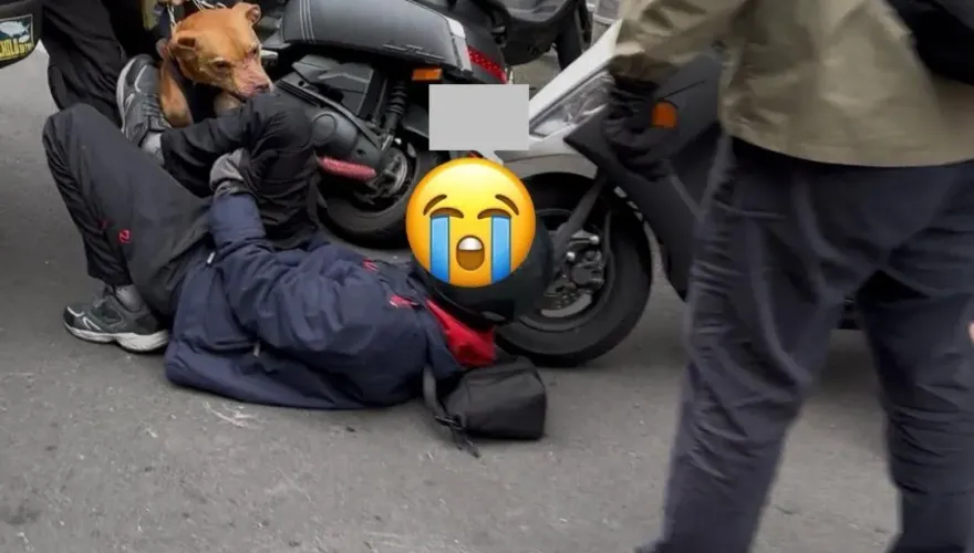 影/才12天！北市同隻比特犬再闖禍　「自開車窗」衝出咬爆騎士腿