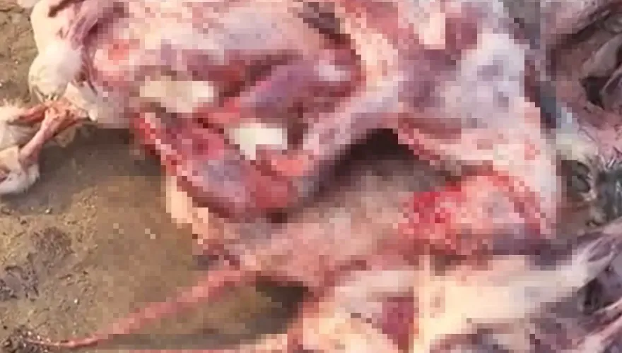 噁！牛羊肉烤串竟是「狐狸肉」　陸媒踢爆黑心毛皮動物養殖場