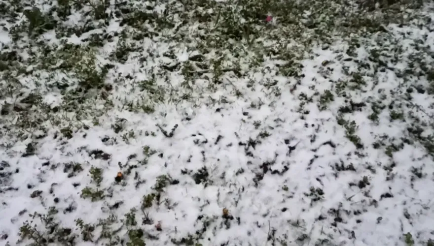 3月雪來了！福壽山農場、拉拉山、梨山也飄雪　一片白茫茫