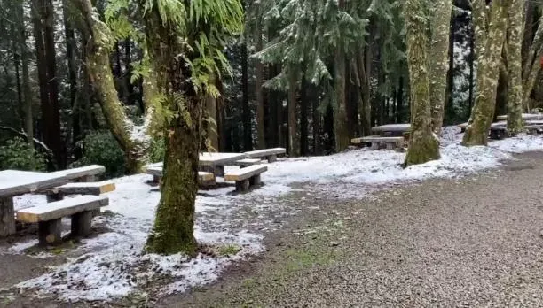 影/寒流發威！海拔不到2千米下雪了　觀霧山莊積雪5cm