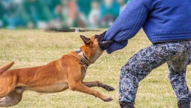 比特犬跳車窗咬傷人！動保司：被狗咬傷應牢記動物特徵