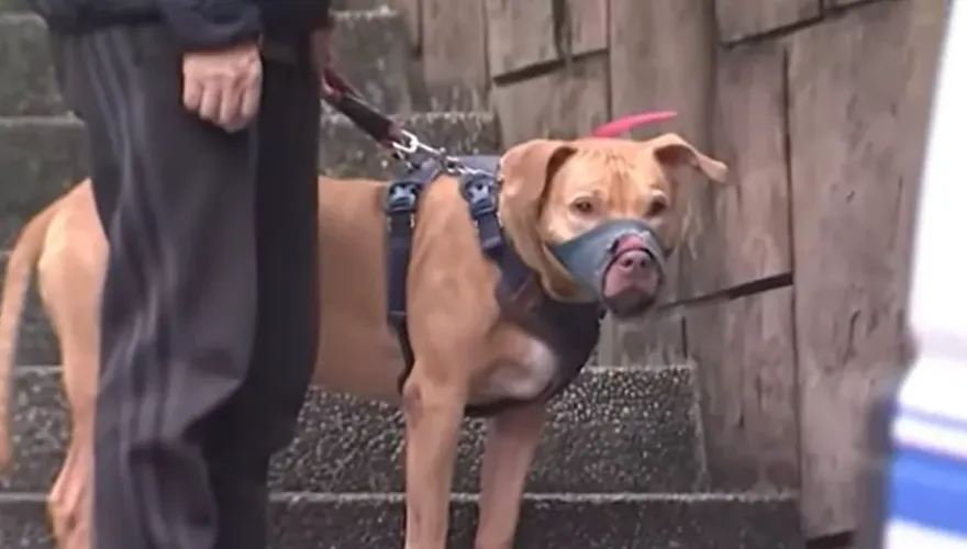 全台列管3974隻比特犬「高雄最多」　6危險犬種一次看