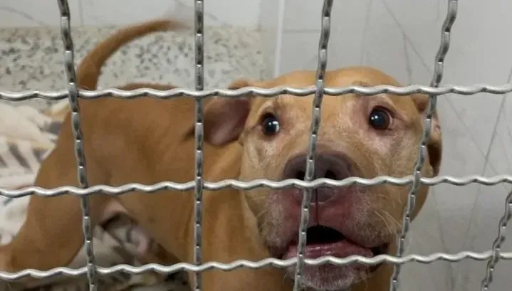 放棄抵抗！「自開車窗比特犬」遭沒入　飼主：訴願不提了會賠償
