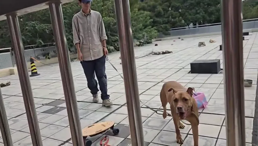 影/新竹比特犬咬死人被沒入！近距離直擊「馴化版」