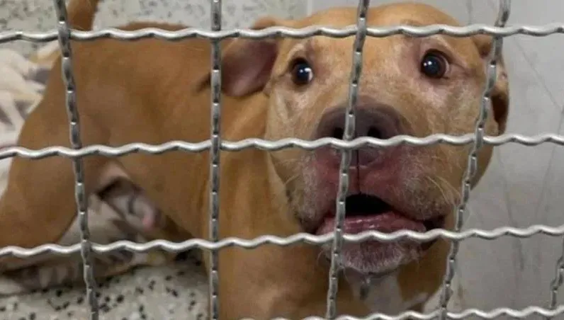 「開車窗比特犬」遭嘉義男反悔、「高雄養殖魚塭大亨」表態想養