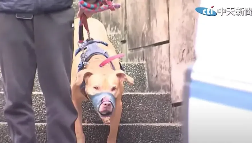 不是比特犬！棄養率「排名前三」：混種犬、貴賓、柴犬