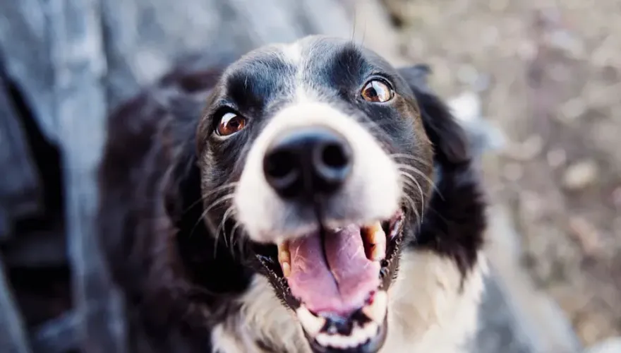 二寶爸遭愛犬舔傷口後感染罕見病菌！臉色突發紫　敗血症亡