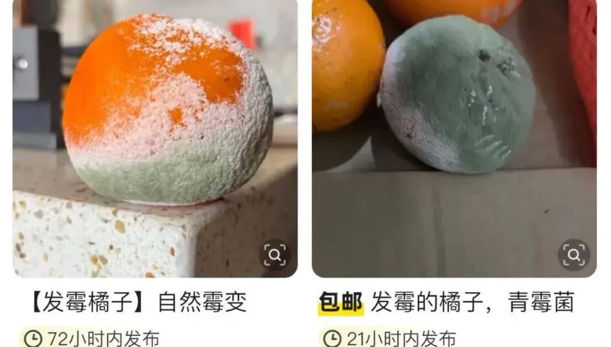 影/「發霉橘子」陸網熱賣！標「青黴菌」單顆開價2千