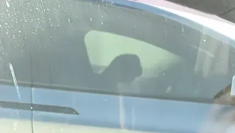 影/特斯拉開自駕國道打瞌睡　網噱：看隔壁車在幹嘛吃飽撐著