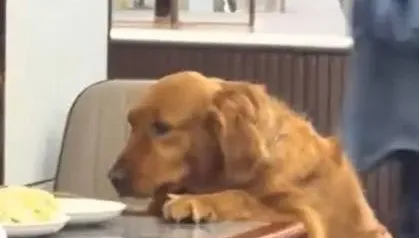 主人離座拿醬料！黃金獵犬跳上桌「10秒吞完整份水餃」