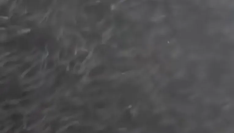 影/密恐症不要看！陸岸邊擠滿千斤魚　海水「黑成一片」