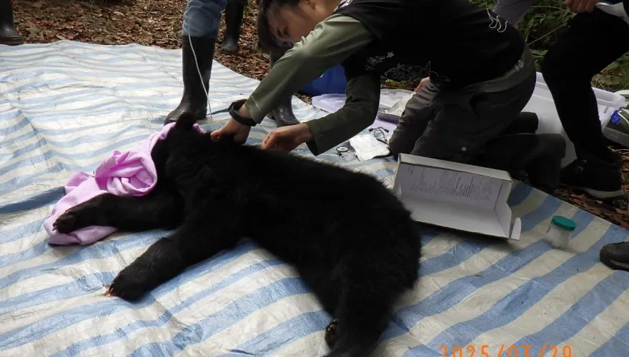 影/來不及長大！台灣小黑熊受困陷阱獲救　送醫隔天猝死