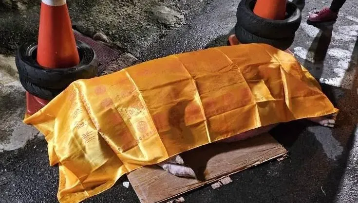 新竹明星豬遭輾斃「死前痛苦哀號」　網轟飼主：不用繫繩？