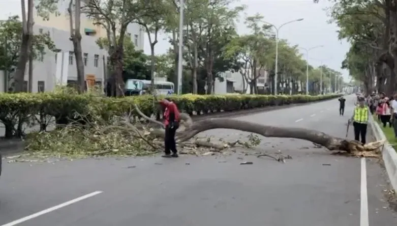 影/最美風景！大甲媽遶境路樹遭大風吹倒　信眾合力搬離