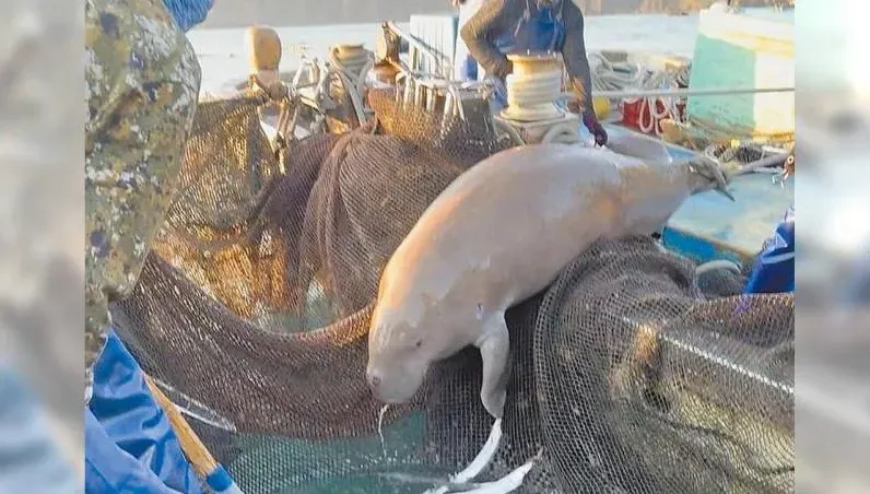 上次發現是88年前　宜蘭漁民捕獲稀有美人魚「儒艮」