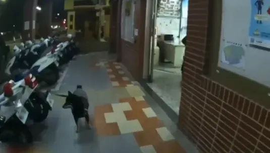 未拴緊狗繩！小黑柴凌晨走失　暖心警急尋飼主助團圓