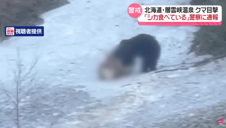 影/溫泉區遊客目擊「大熊啃鹿」全過程　警：牠會回來