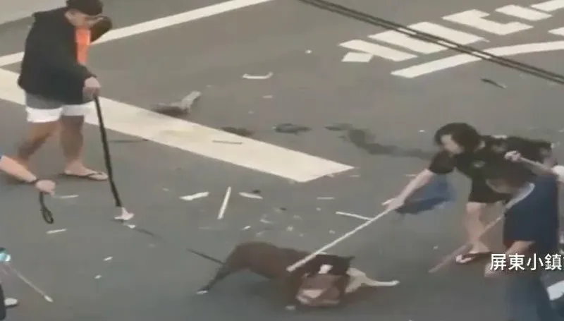 影/屏東比特犬害命最新！　飼主反控柴犬「是否先挑釁」