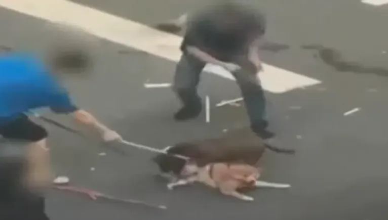 比特犬咬死柴犬後「被打死」？受害飼主盼檢警進場釋疑