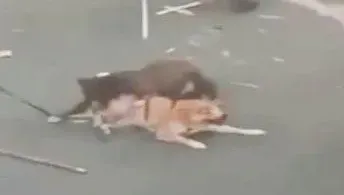 影/屏東害命比特犬沒死？動保科開查找骨灰