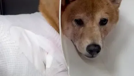 屏東柴犬遭比特犬咬死　飼主催淚送別：被欺負要快跑