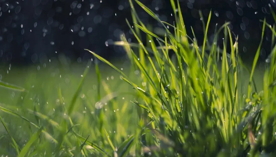 穀雨、復活節同一天！柯柏成：擺「綠蘿盆栽」招財運