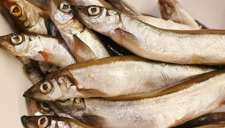 噁爆！印度男愛吃生魚感染「巨腎蟲」　取出還在蠕動