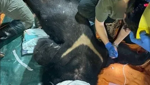 影/花蓮黑熊掠殺雞犬遭擊斃　林保署警告：非萌萌可愛動物