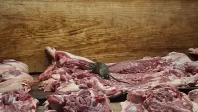 影/台南兵仔市場驚見「料理鼠王」　衛生局：限期改善
